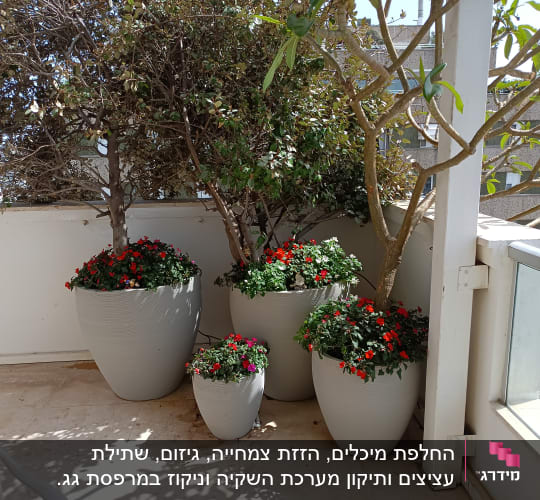 עציצים עם פרחים ועצים במרפסת